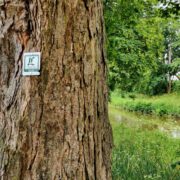 Foto zeigt einen Baum mit befestigter Lutherwegplakette an Feldweg neben Bach