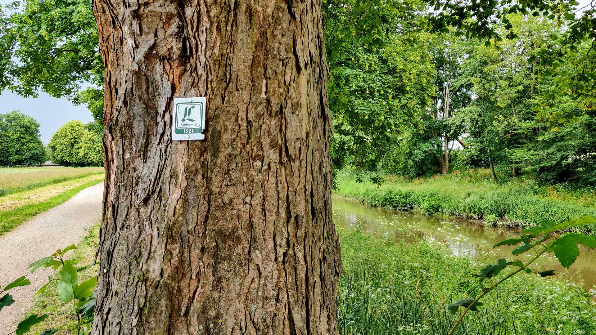 Foto zeigt einen Baum mit befestigter Lutherwegplakette an Feldweg neben Bach