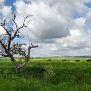 Foto zeigt Blick in die Ferne mit Horizont, Wolken, Gerstenfeld und davor ein Baum und ein Strauch