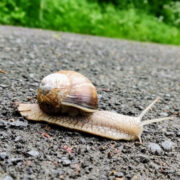 Foto Schnecke am Weg